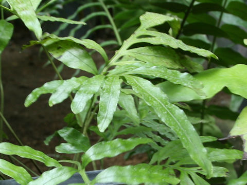 Colysis elliptica