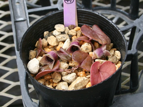 Asarum kurosawae