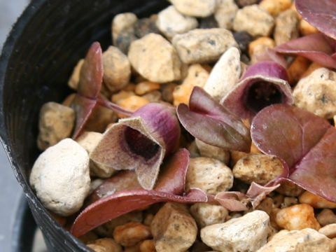 Asarum kurosawae