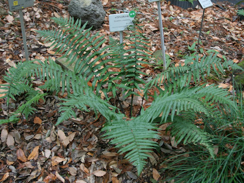 Dryopteris x mayebarae