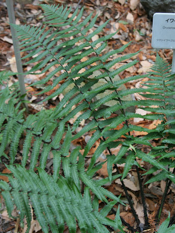 Dryopteris x mayebarae