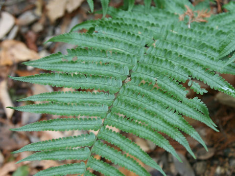 Dryopteris x mayebarae