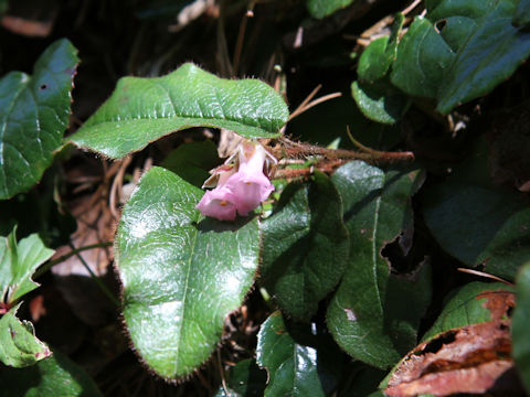 Epigaea asiatica