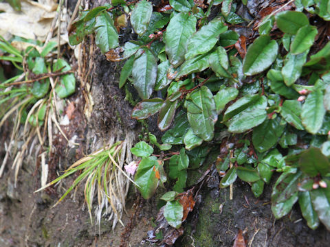 Epigaea asiatica