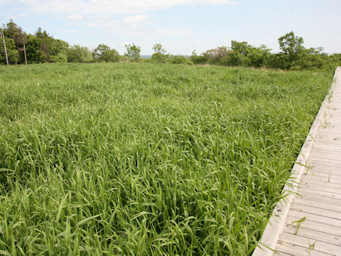 Calamagrostis langsdorffii