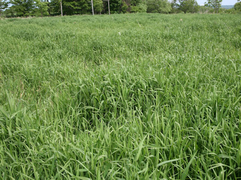Calamagrostis langsdorffii