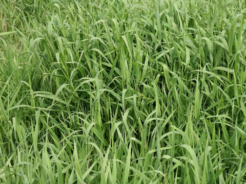 Calamagrostis langsdorffii