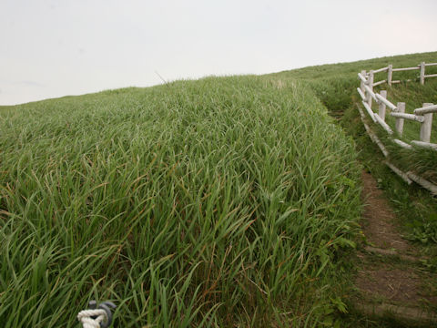 Calamagrostis langsdorffii