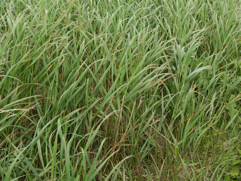 Calamagrostis langsdorffii