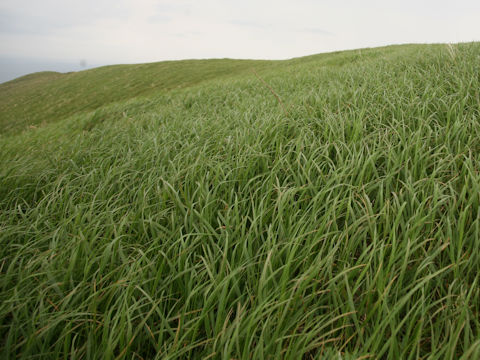 Calamagrostis langsdorffii