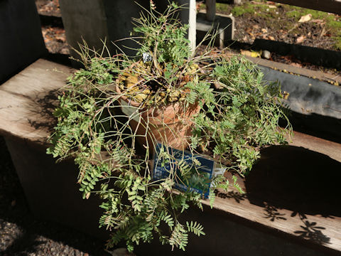 Hedysarum vicioides