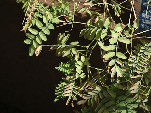 Hedysarum vicioides