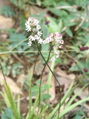 Tofieldia japonica