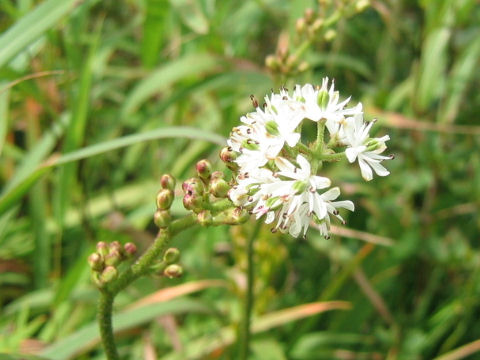 Tofieldia japonica