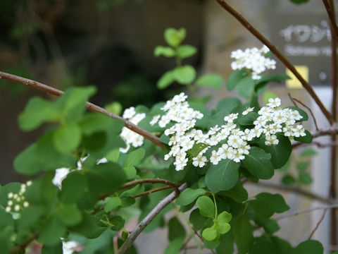 Spiraea nipponica