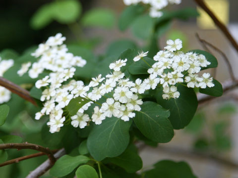 Spiraea nipponica