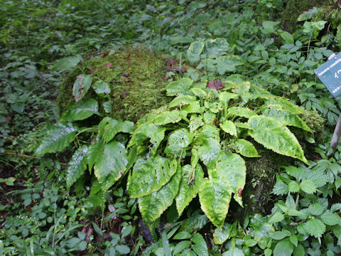 Conandron ramondioides