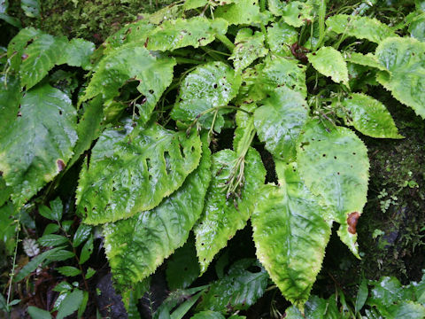 Conandron ramondioides