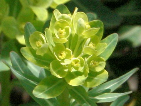 Euphorbia jolkinii