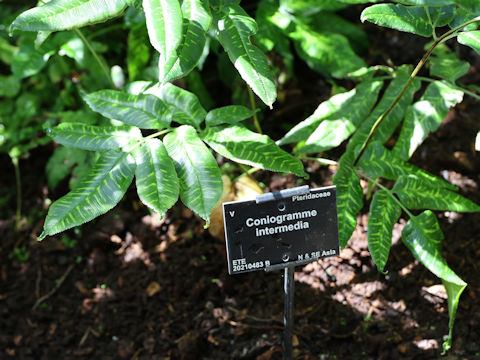 Coniogramme intermedia