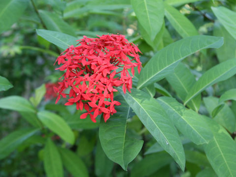 Ixora duffii