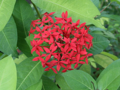 Ixora duffii