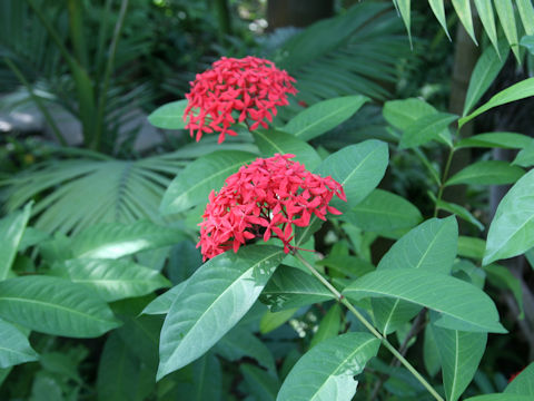 Ixora duffii