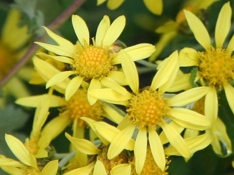 Chrysanthemum indicum var. iyoense