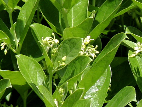 Cynanchum japonicum