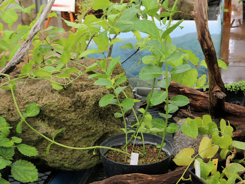 Cynanchum japonicum
