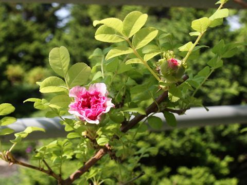Rosa roxburghii