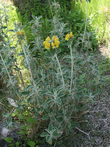 Phlomis fruticosa