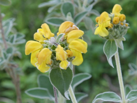 Phlomis fruticosa