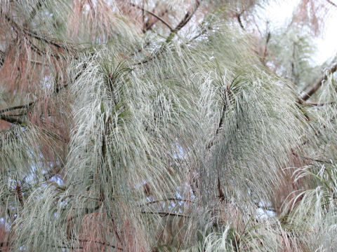 Pinus pseudostrobus var. oaxacana