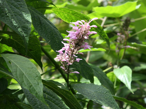 Odontonema callistachyum