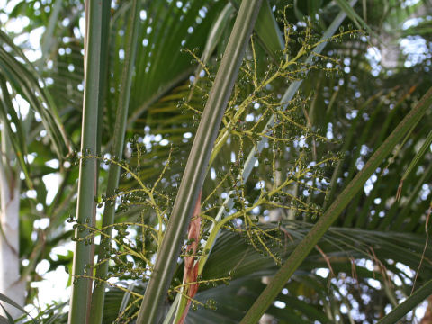 Livistona chinensis var. boninensis