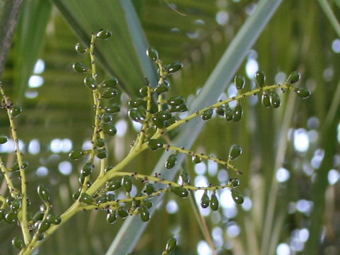 Livistona chinensis var. boninensis