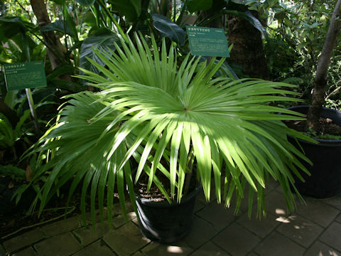 Livistona chinensis var. boninensis