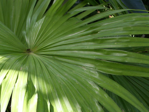 Livistona chinensis var. boninensis