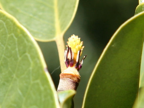 Michelia compressa