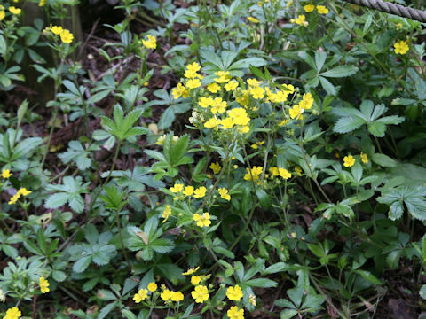 Potentilla sundaica var. robusta