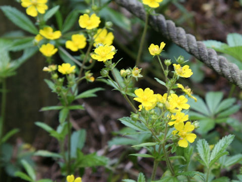 Potentilla sundaica var. robusta