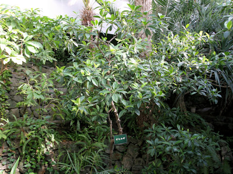 Bruguiera gymnorrhiza