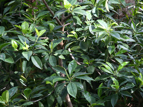 Bruguiera gymnorrhiza