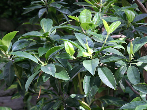 Bruguiera gymnorrhiza