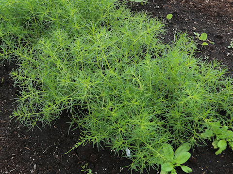 Salsola komarovii