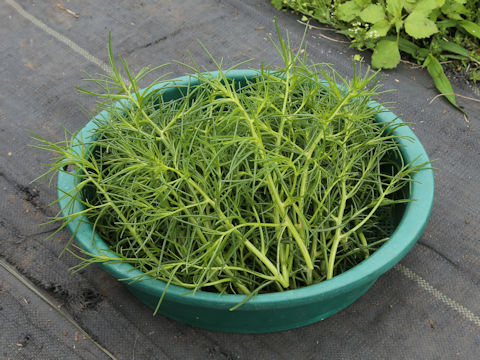 Salsola komarovii