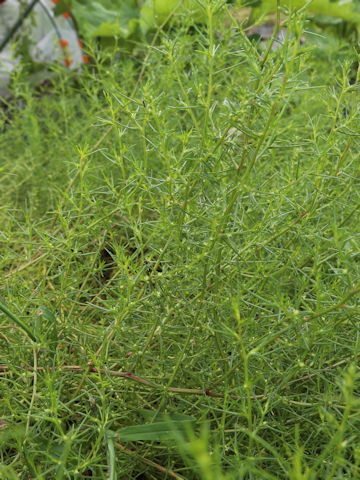 Salsola komarovii