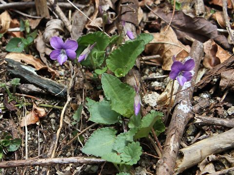 Viola phalacrocarpa f. glaberrima