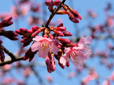 Prunus incamp cv. Okame
